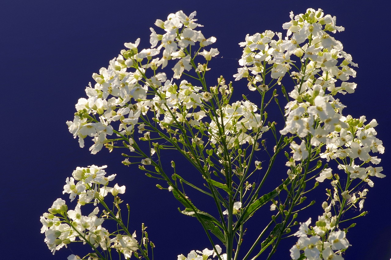 Image - flower white cream blue