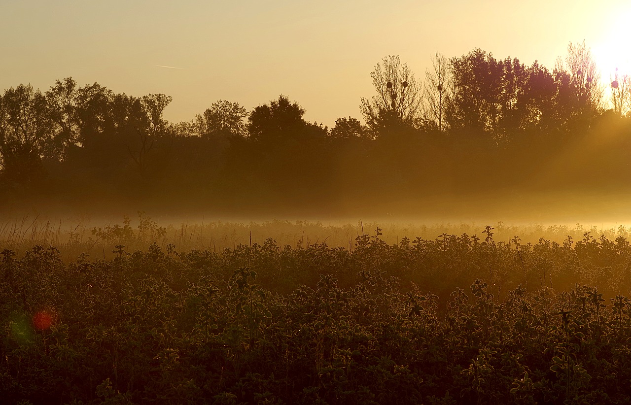 Image - the fog dawn grass scrubs forest