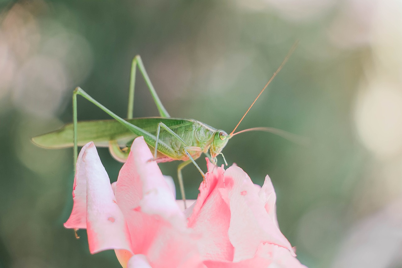 Image - grasshopper bug insect green pink