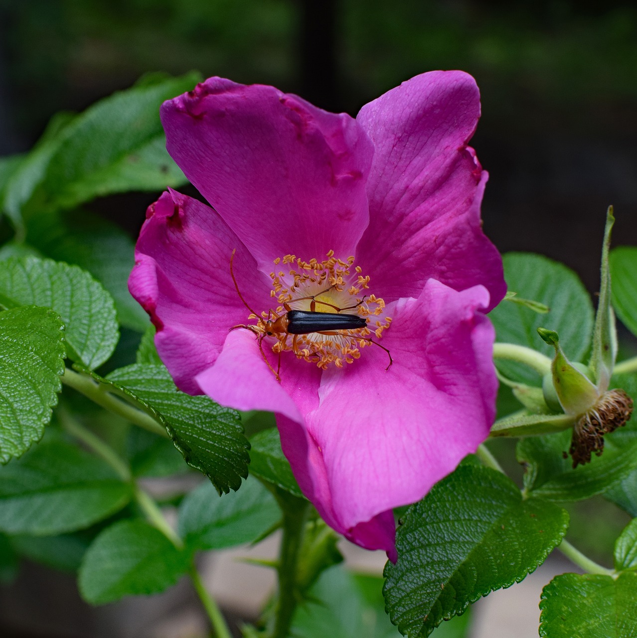 Image - red fire beetle and spider in rose