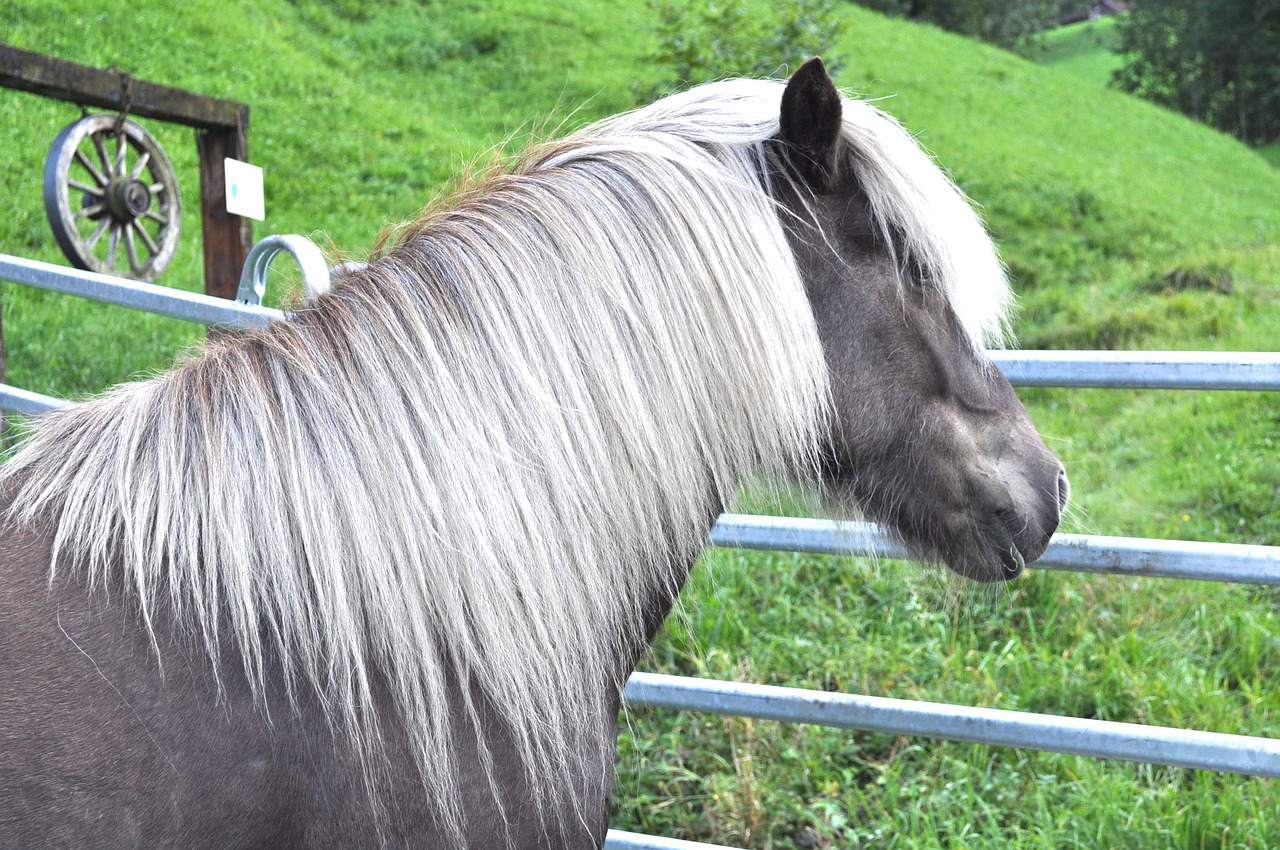 Image - icelanders wind colors pony horse