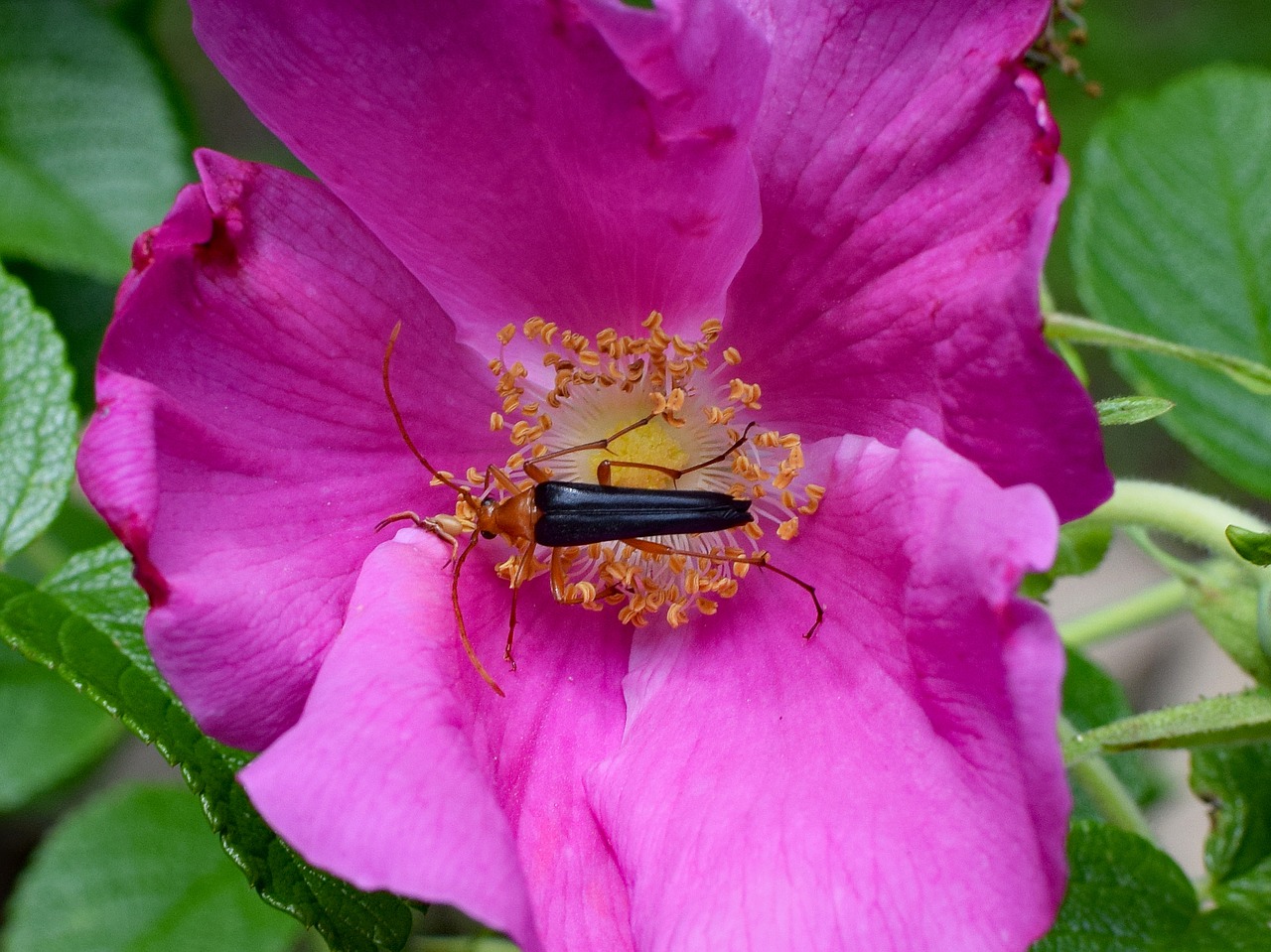 Image - red fire beetle and spider in rose