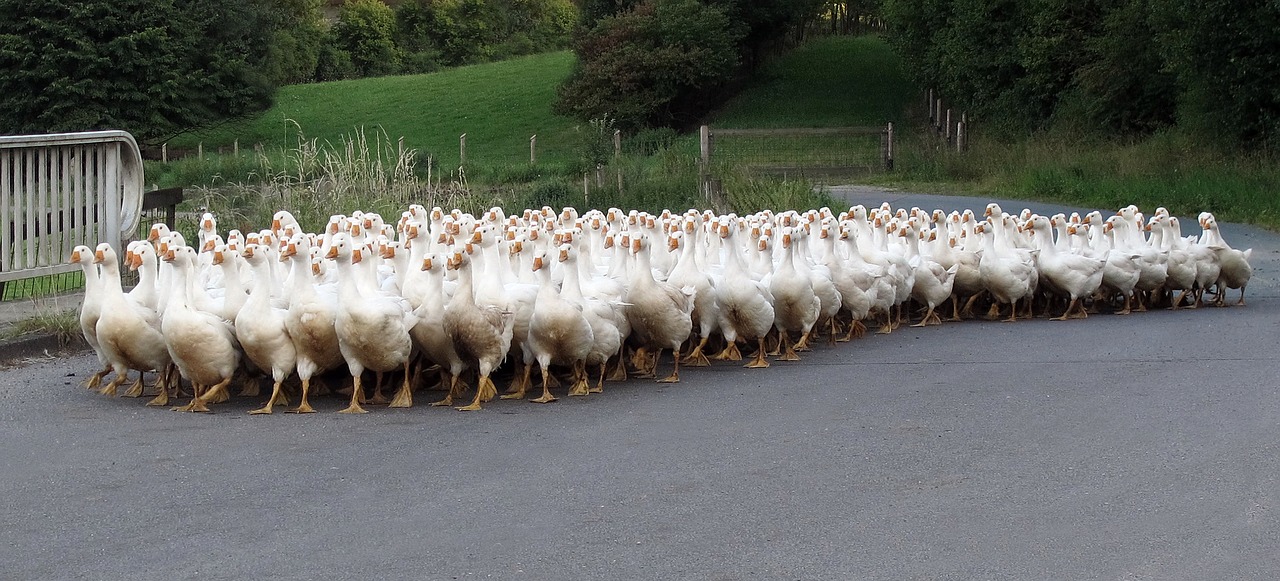 Image - animals geese single file poultry