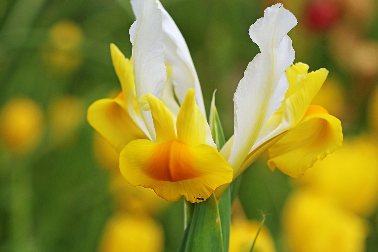 Image - spring garden spring flower flower