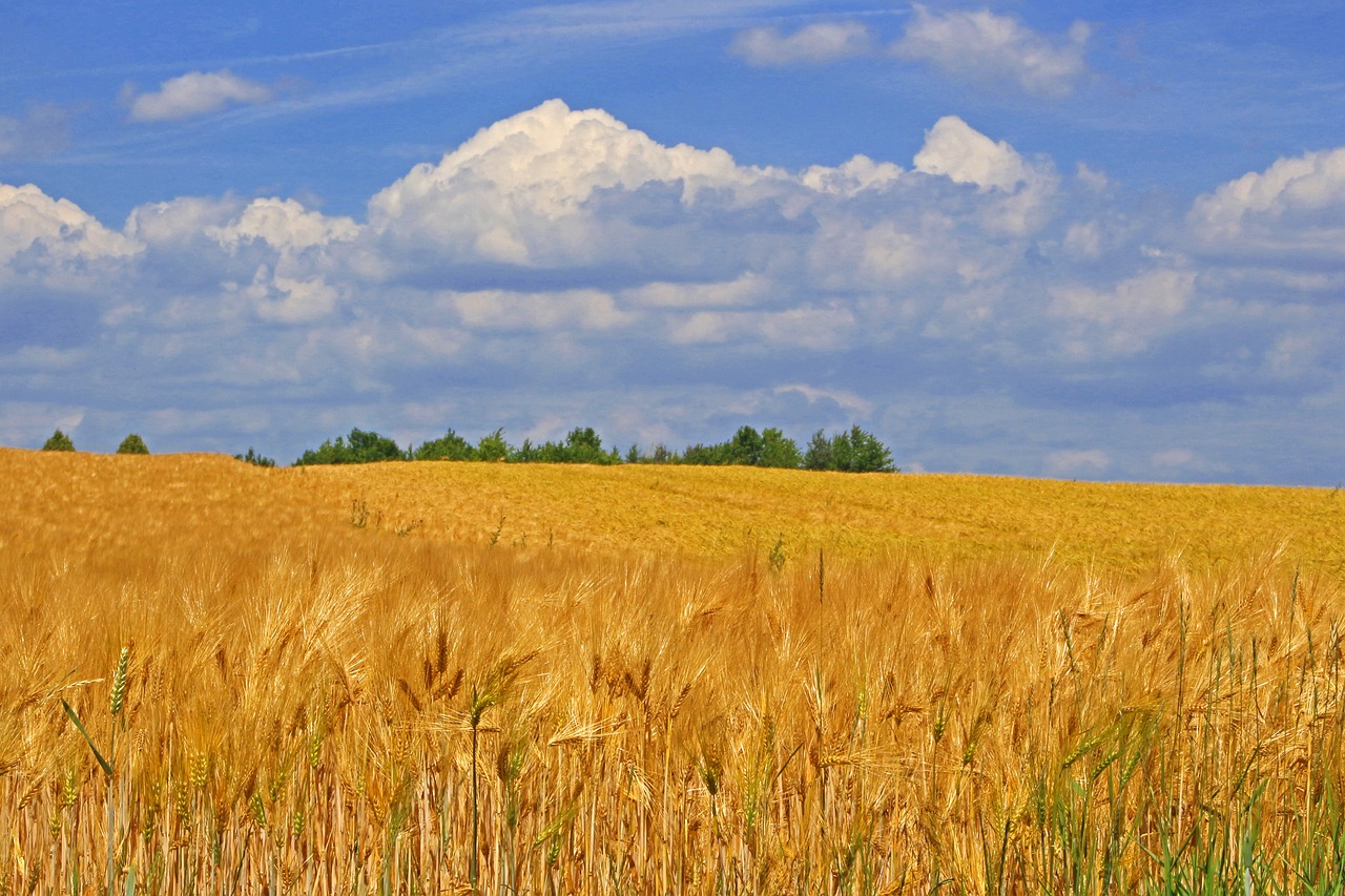 Image - summer samuel agriculture plant