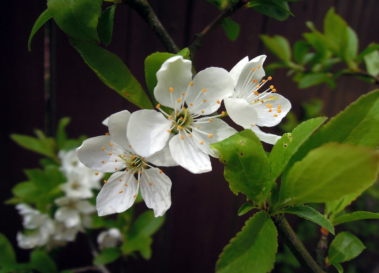 Image - cherry flowers cherry blossoms