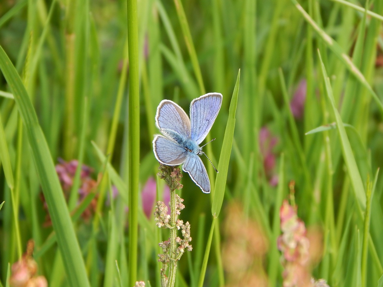 Image - red clover blue common blue meadow