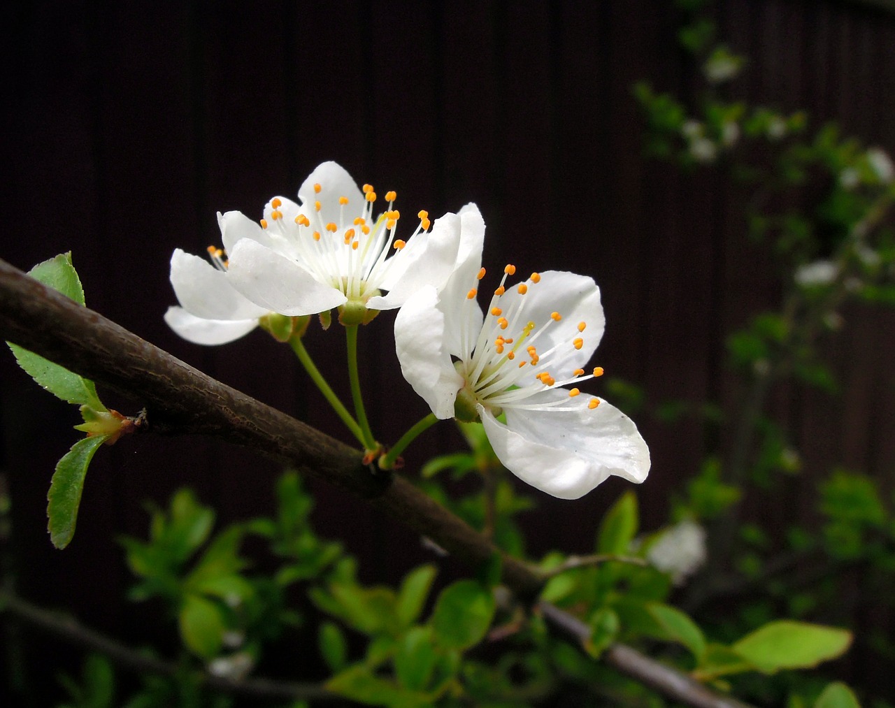 Image - cherry flowers cherry blossoms