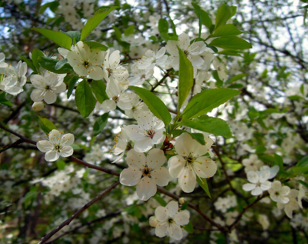 Image - plum flowers cherry plum tree