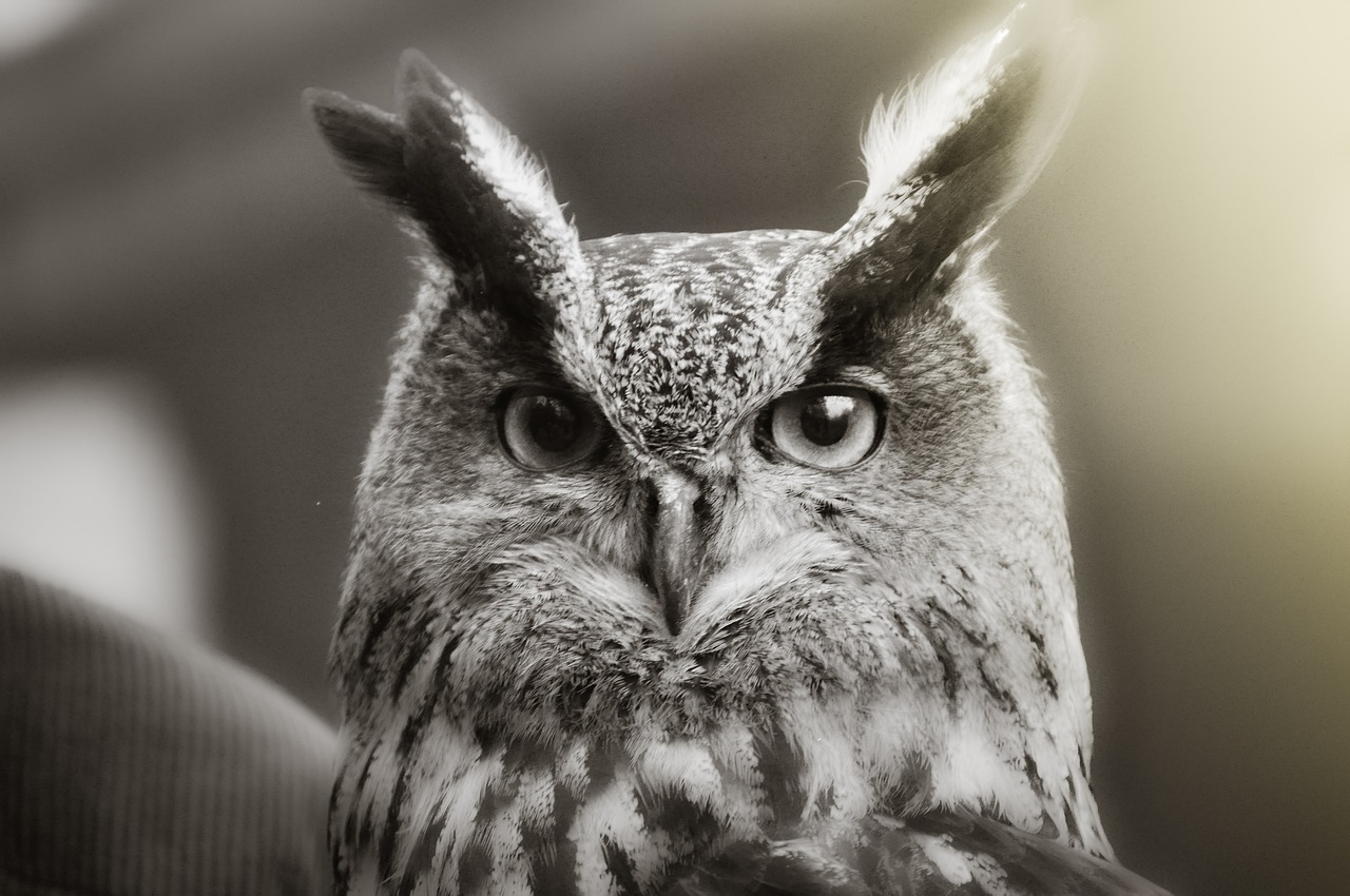 Image - owl bird plumage eagle owl animal