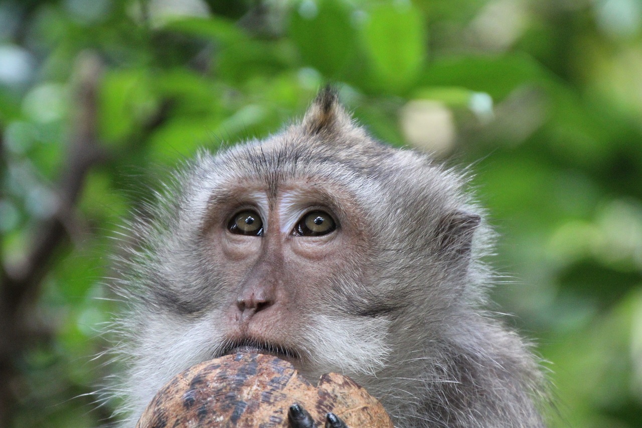 Image - monkey coconut eyes
