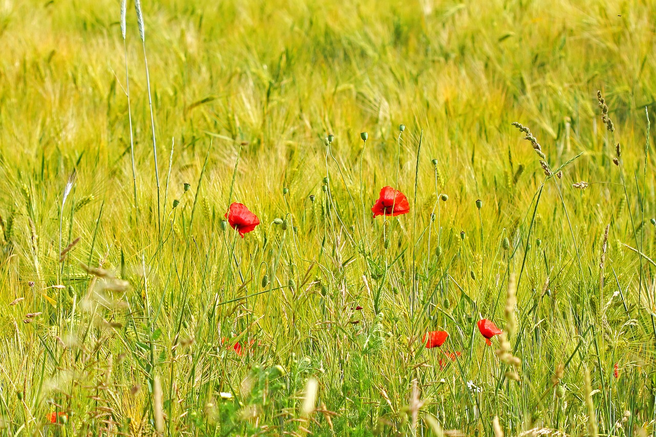 Image - spring field flowers grass poppies