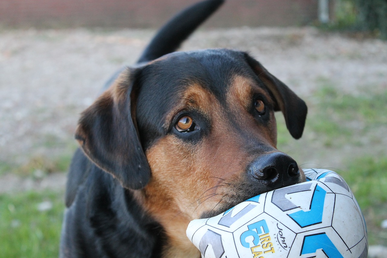 Image - dog asking ball cute pathetic