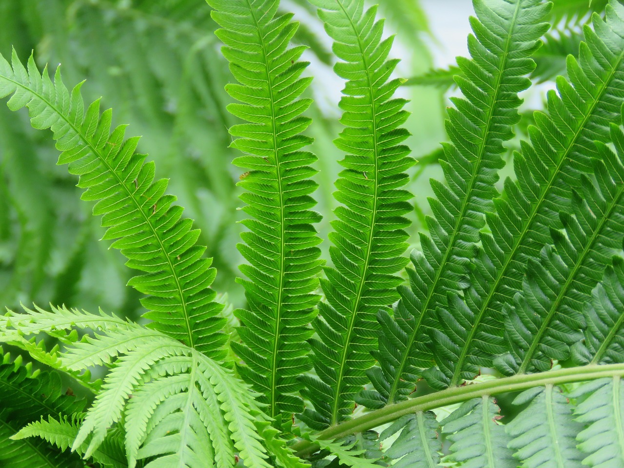 Image - fern plant green leaf foliage