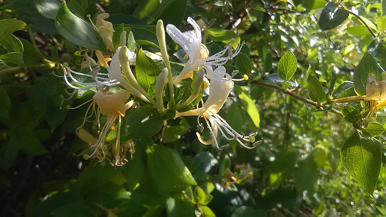 Image - honeysuckle nature spring outdoor