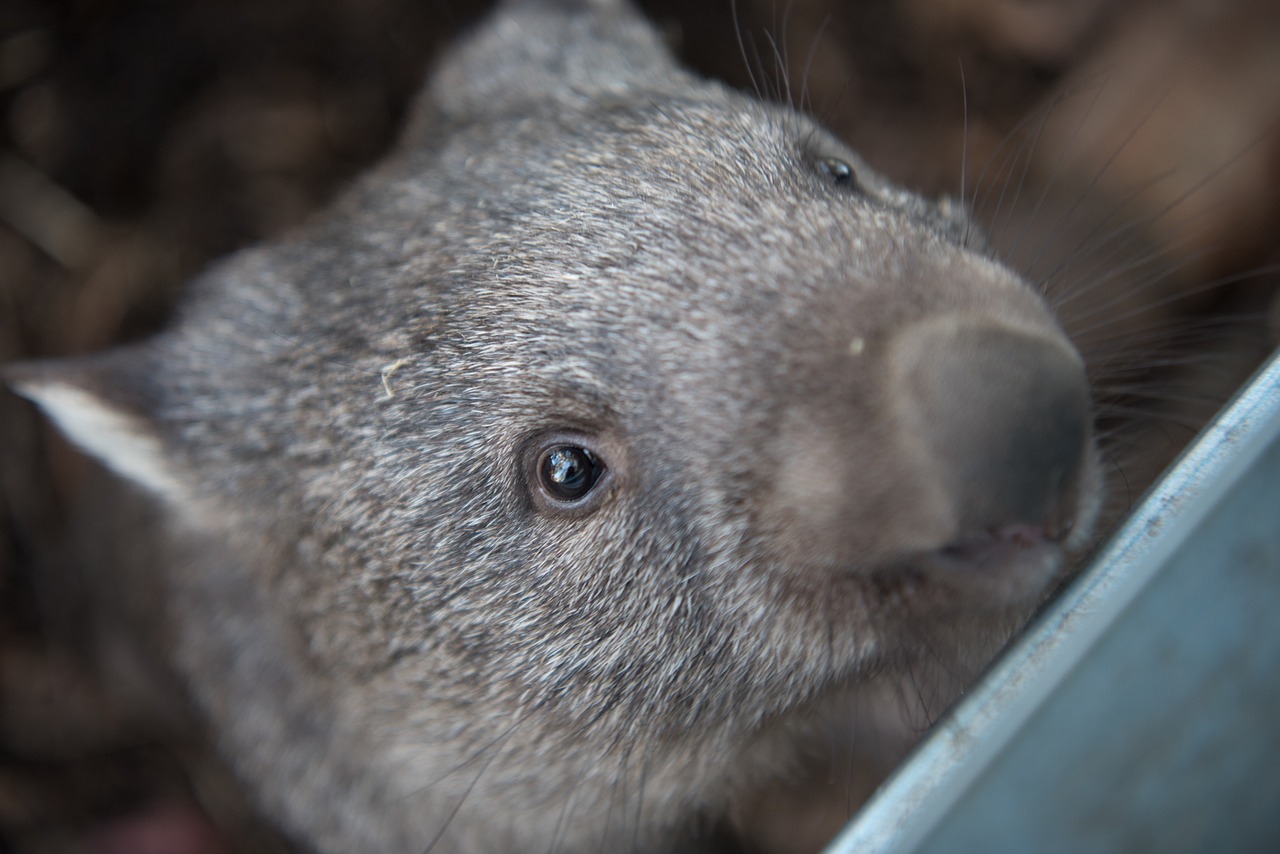 Image - wombats tasmania marsupial