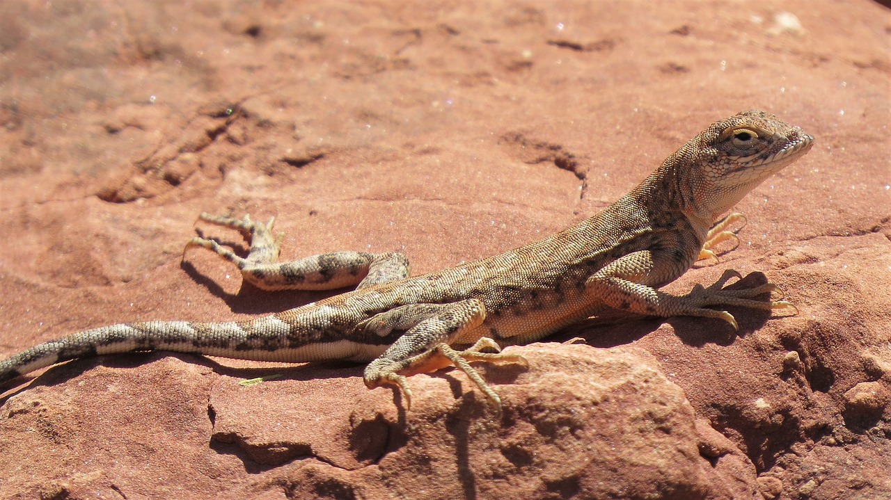 Image - reptile lizard wildlife hiking