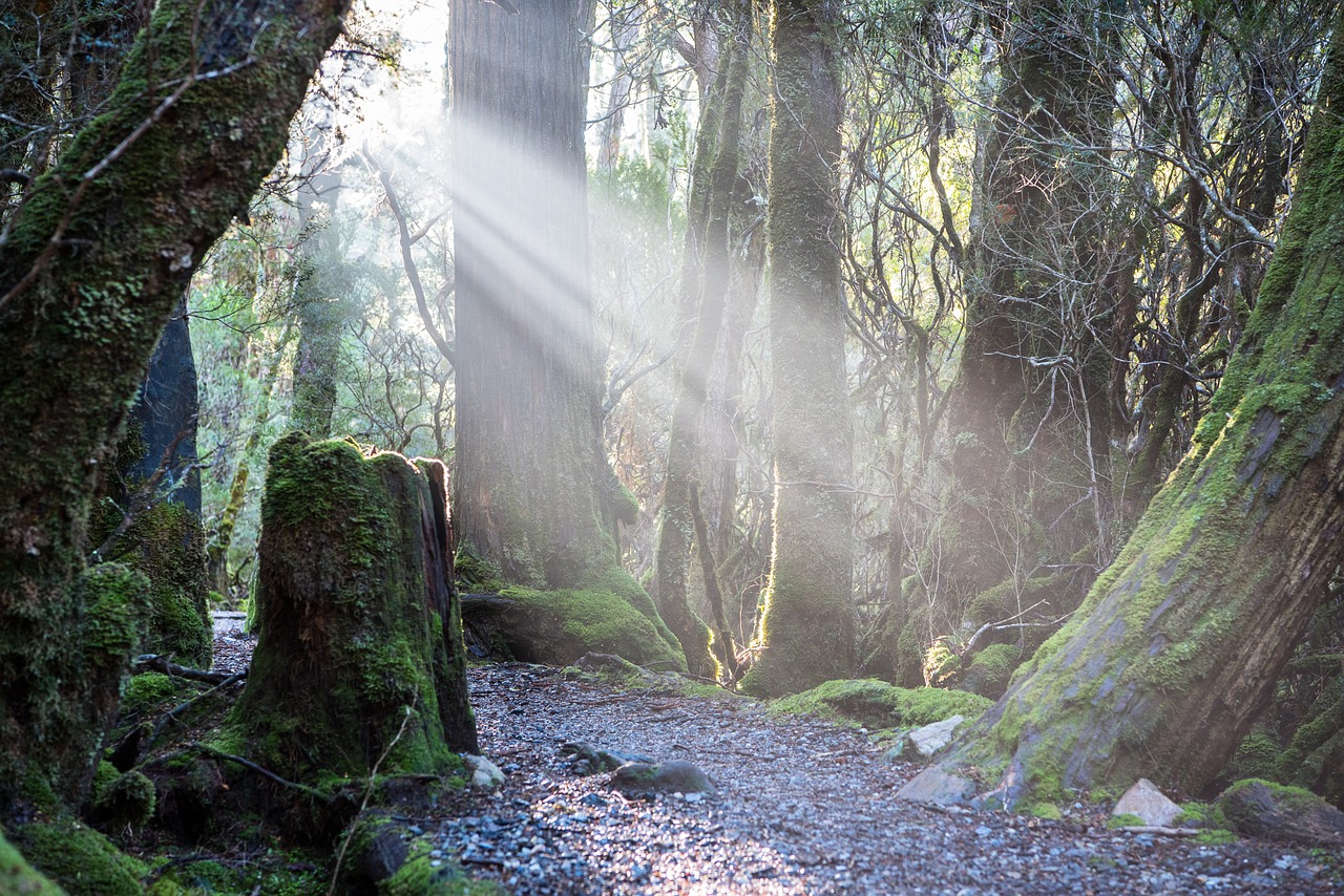 Image - weindorfers forest walk tasmania