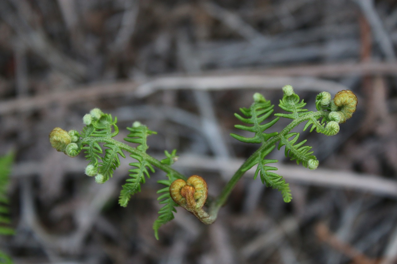 Image - fern green tree natural vietnam