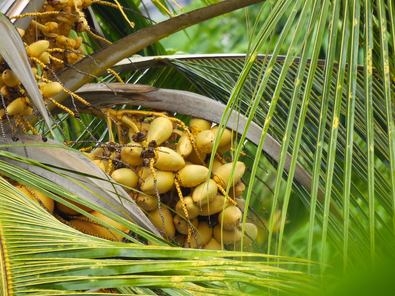 Image - coconut nuts tree foliage fruit