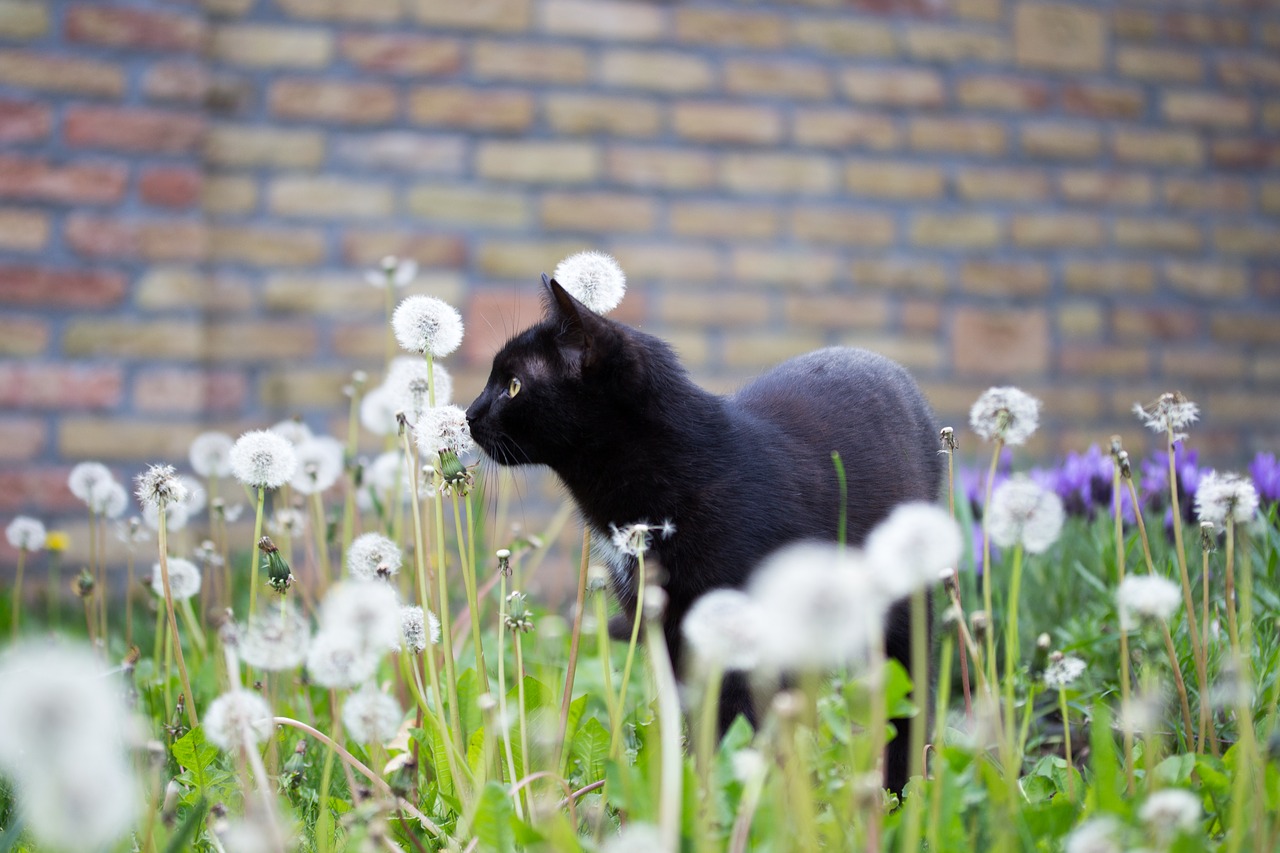 Image - black kitten cat ferrets