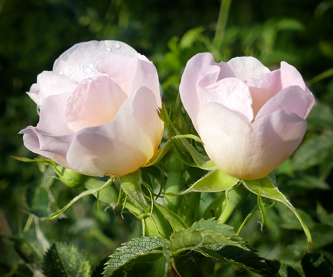 Image - windrose pink romance