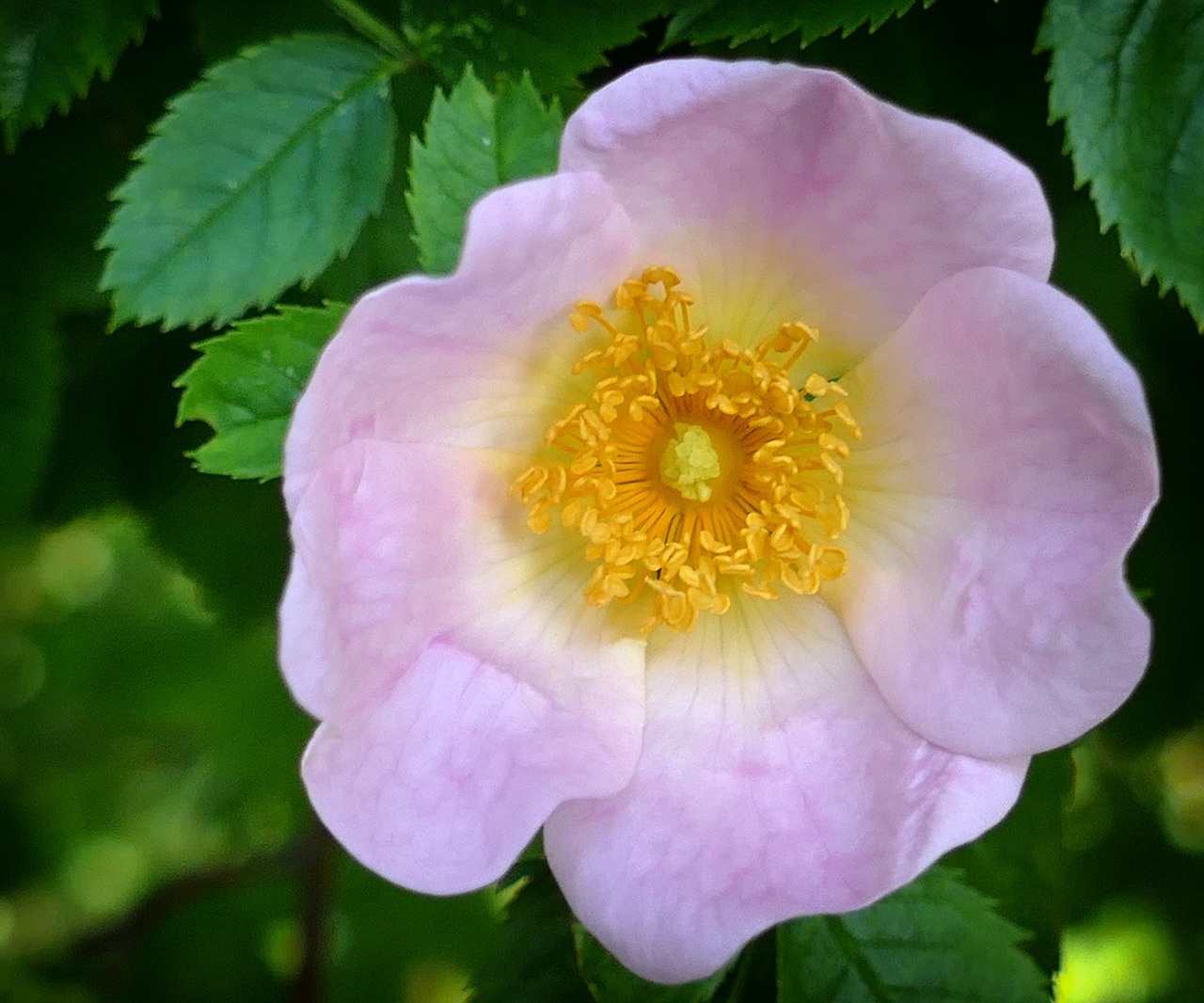 Image - wild rose pink romantic