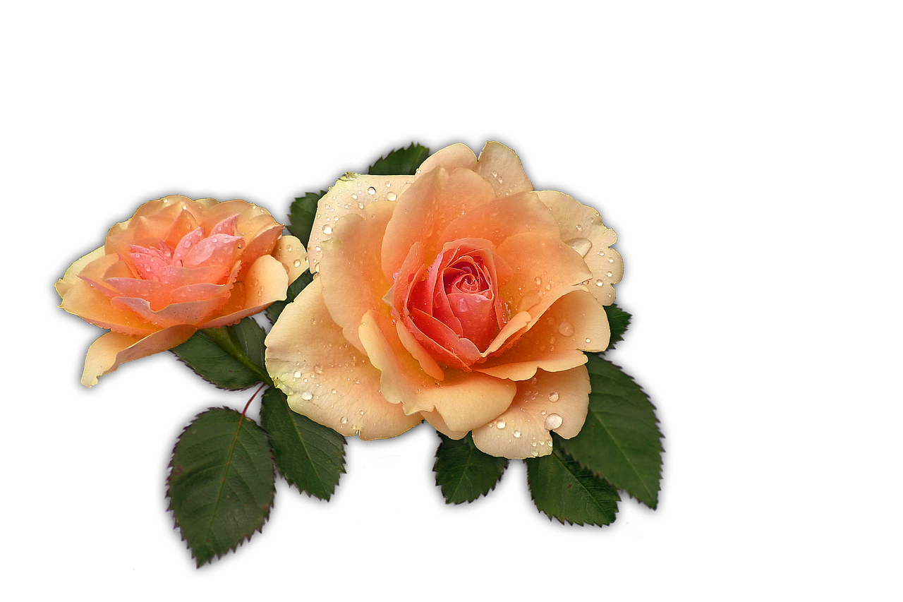 Image - rose apricot flower