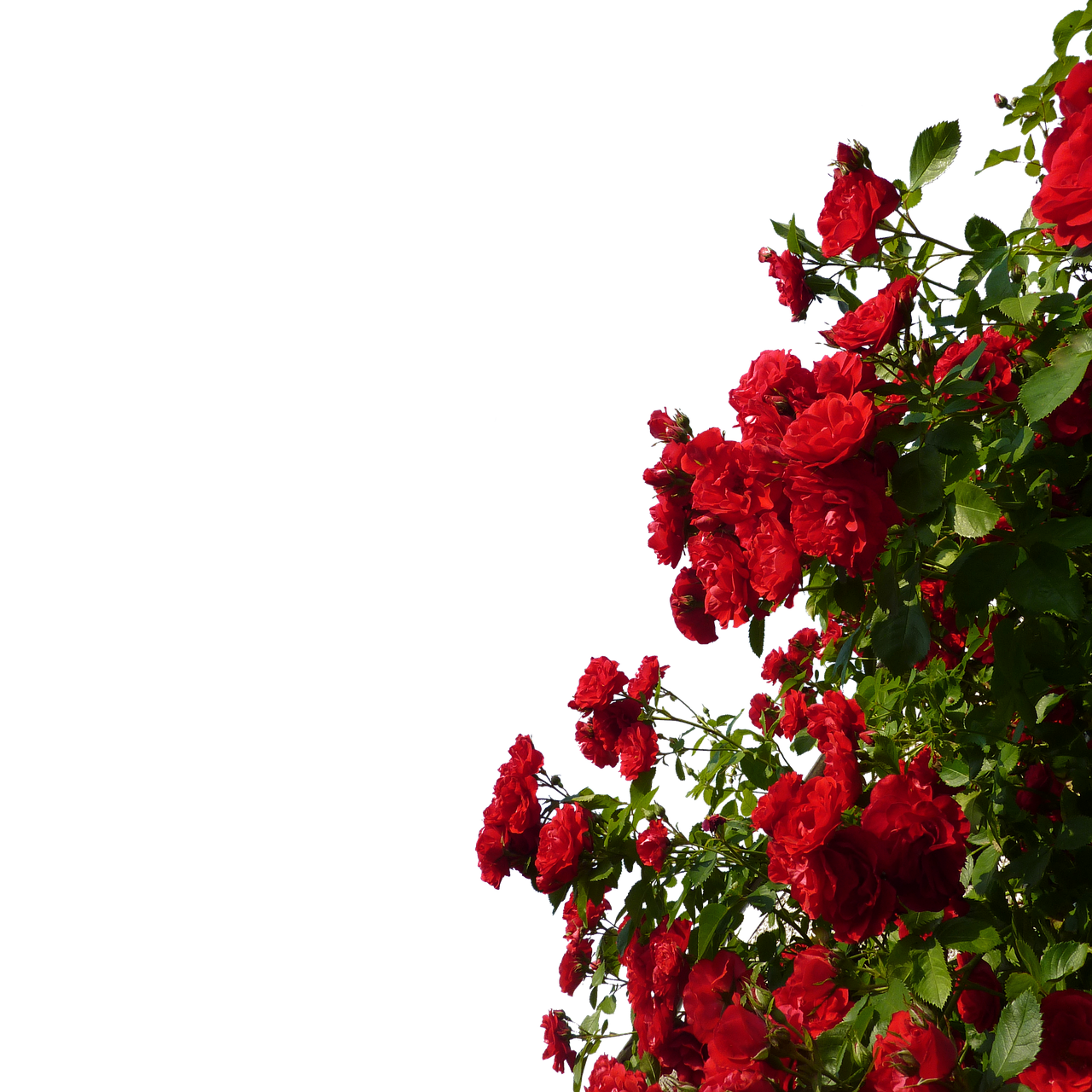 Image - climbing roses red flowers roses