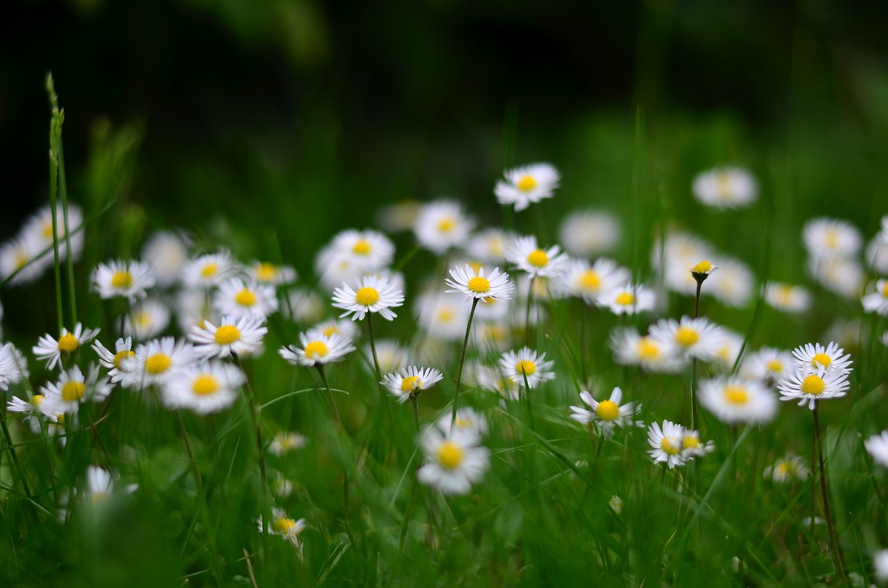 Image - flower nature tulips spring daisy