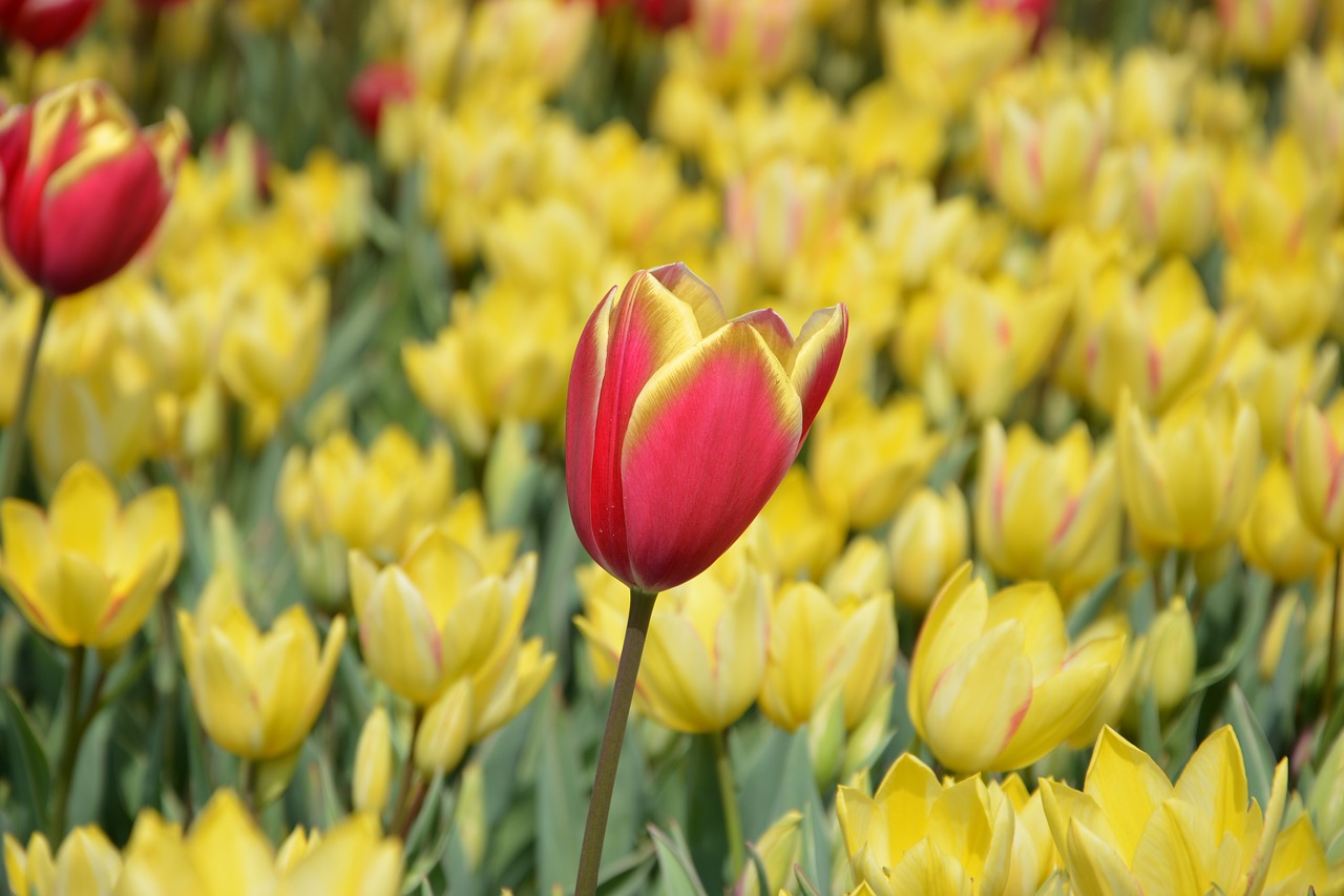 Image - tulips flower nature spring daisy