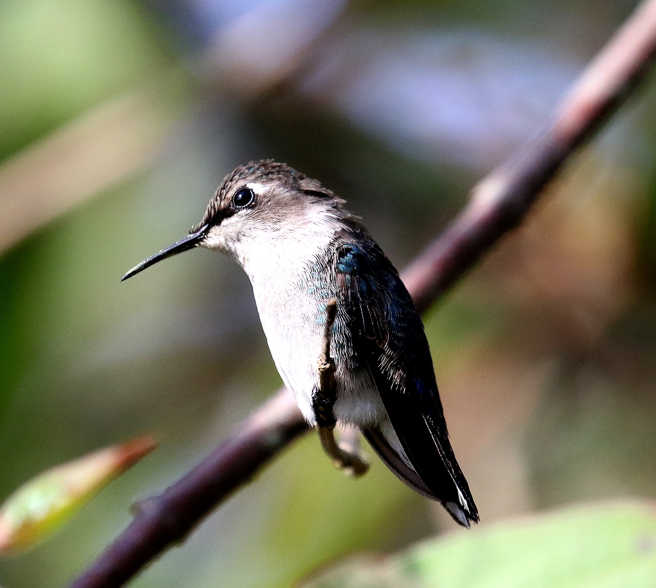 Image - cuba hummingbird bird wild