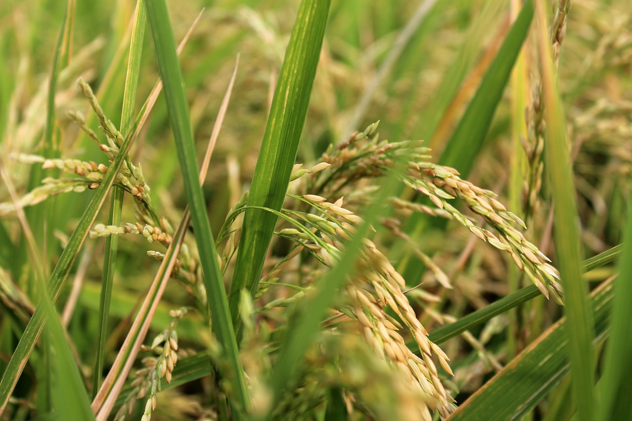 Image - rice planet rice field planet