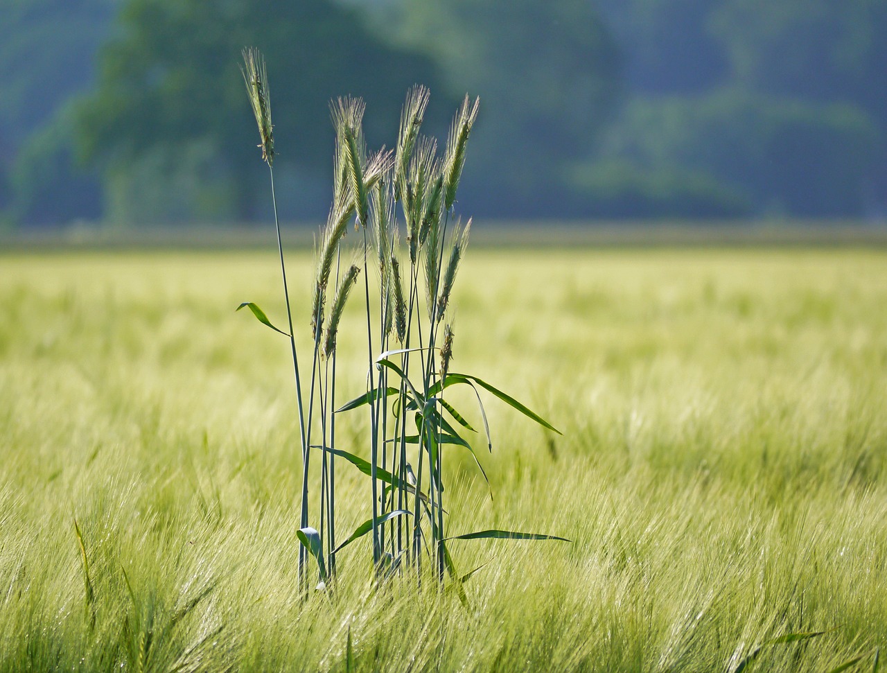 Image - rye in barley field outstanding