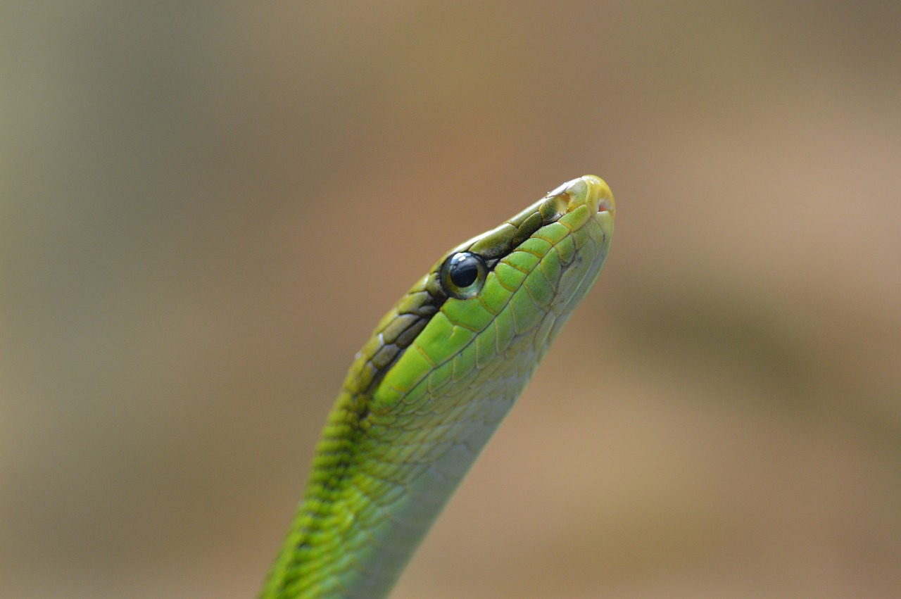 Image - snake schlange serpent zoo hose