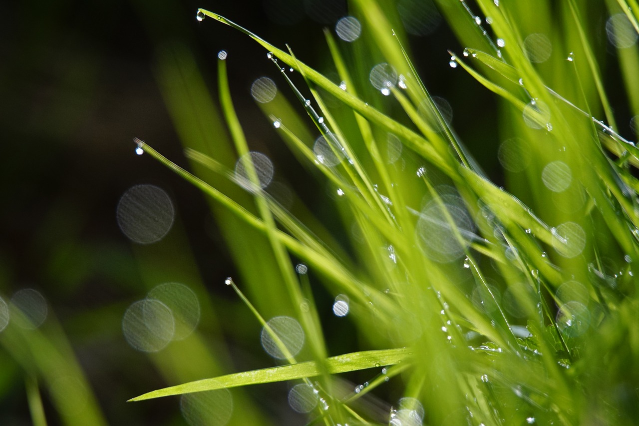 Image - grass green drops nature prato