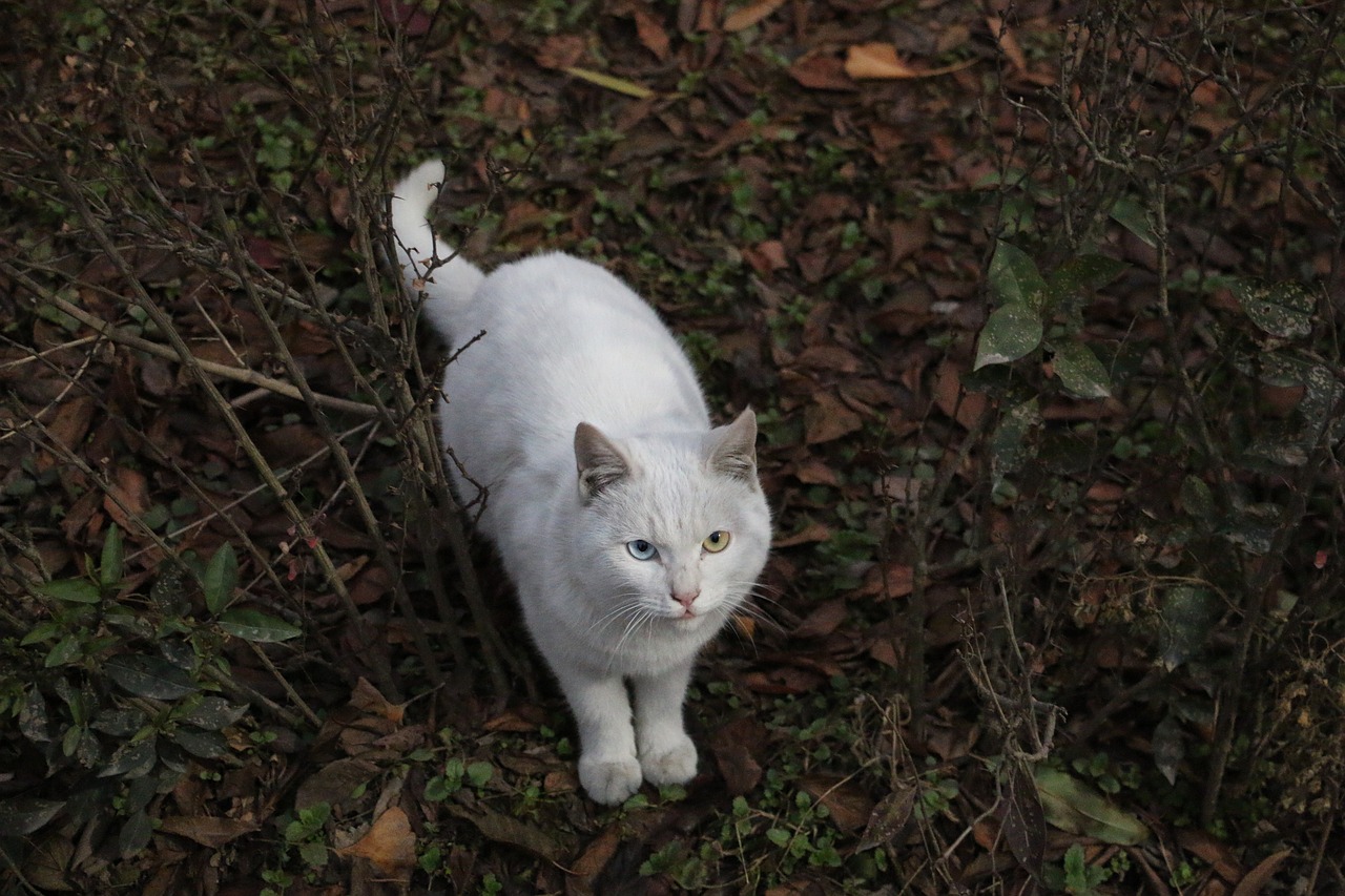 Image - mao white at dusk