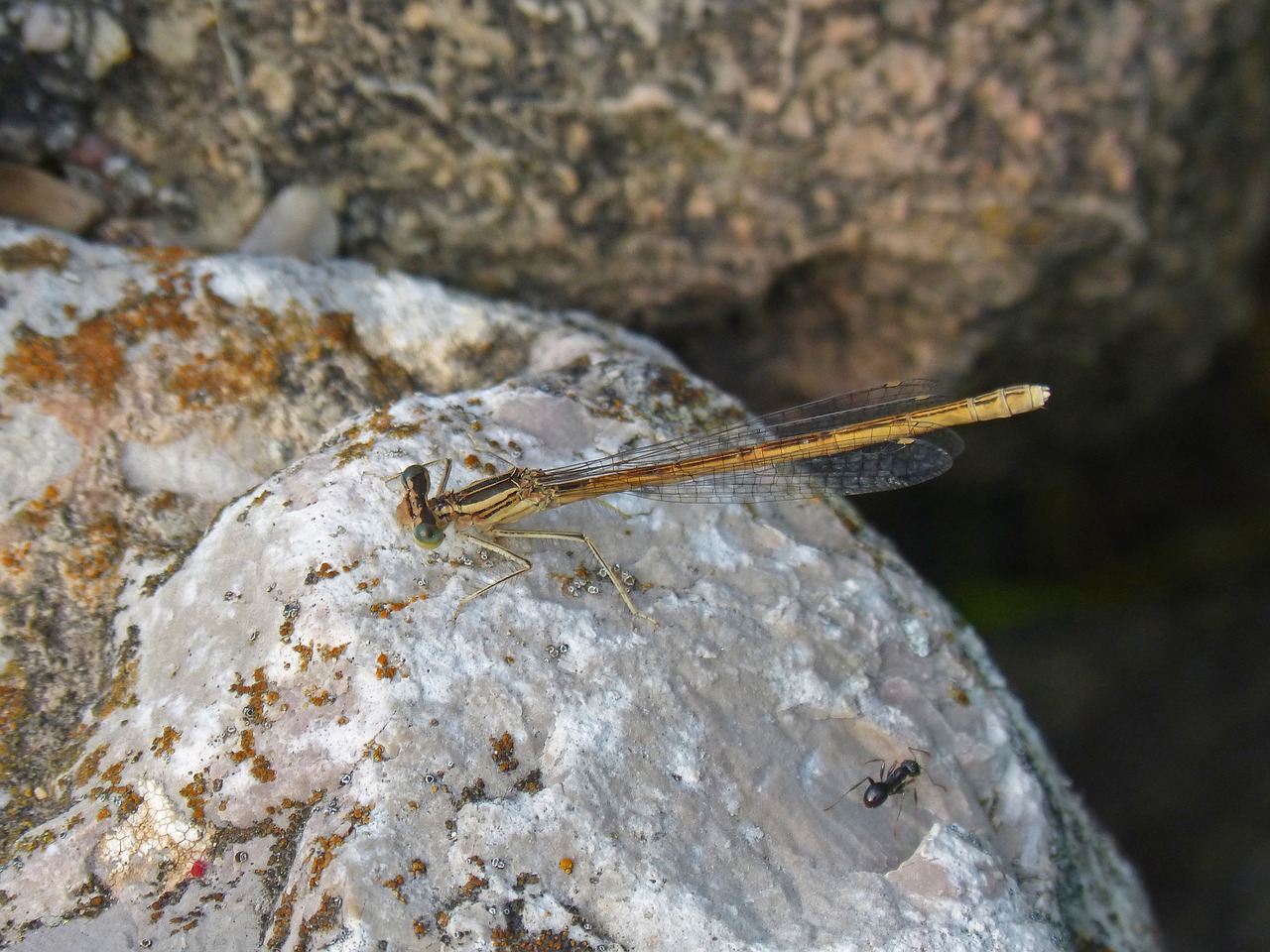 Image - platycnemis latipes dragonfly