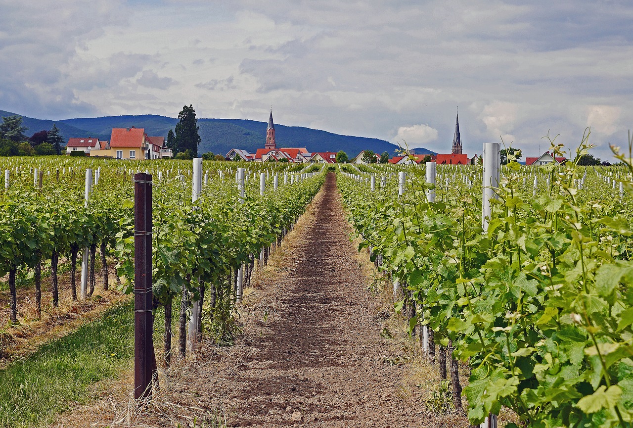 Image - palatinate winegrowing