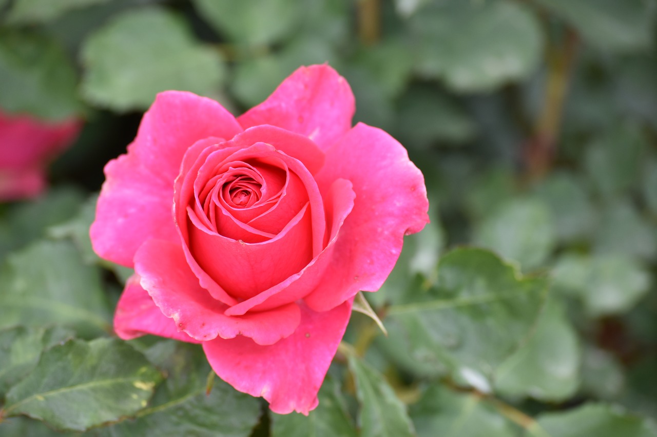 Image - lijiang rose town flower