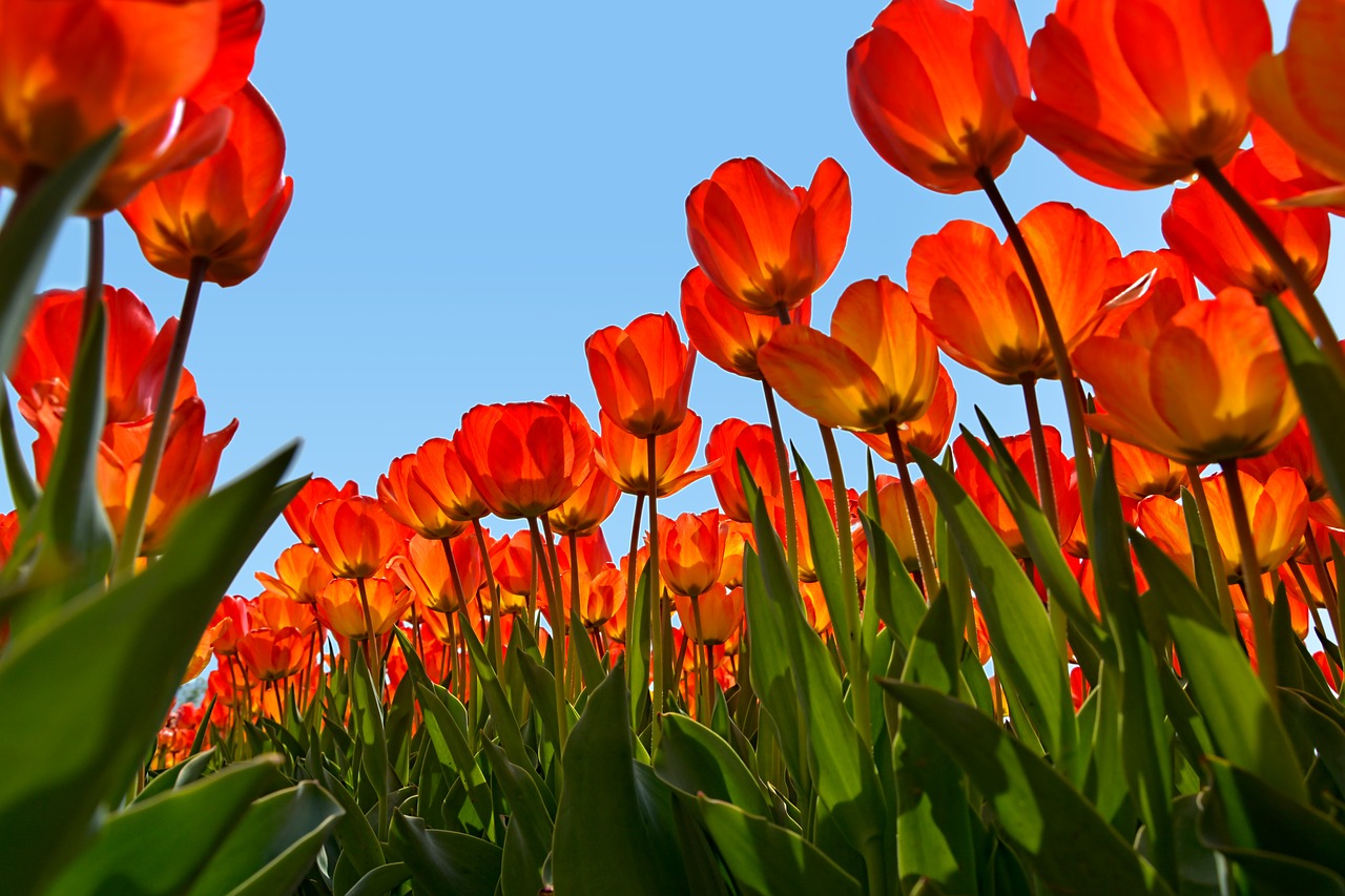 Image - tulips park red plant nature