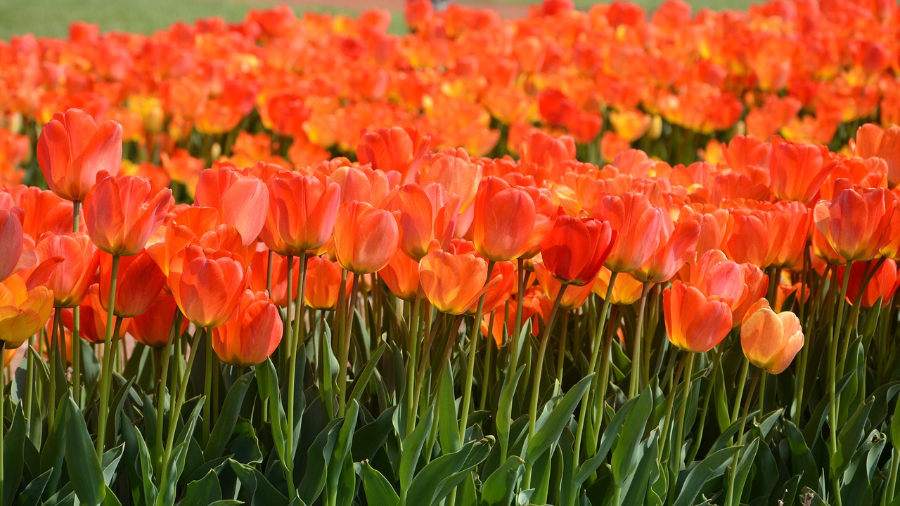 Image - tulips park red plant nature