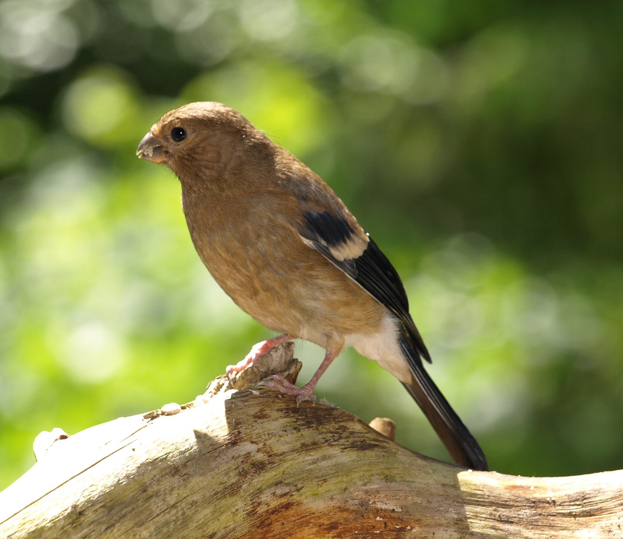 Image - gimpel bullfinch blood fink