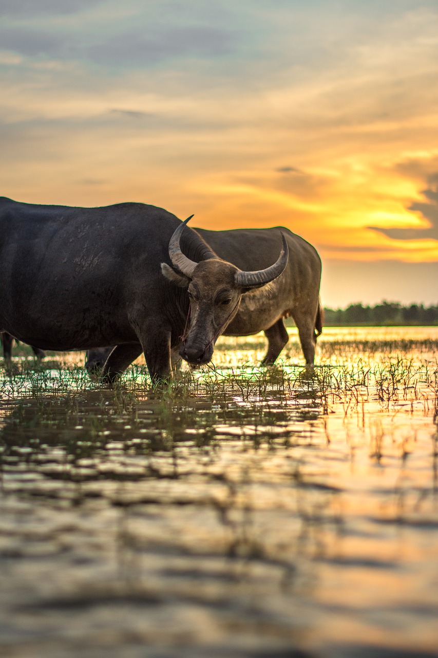 Image - buffalo outside of the house