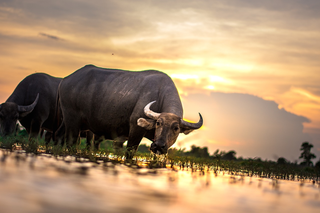 Image - buffalo outside of the house