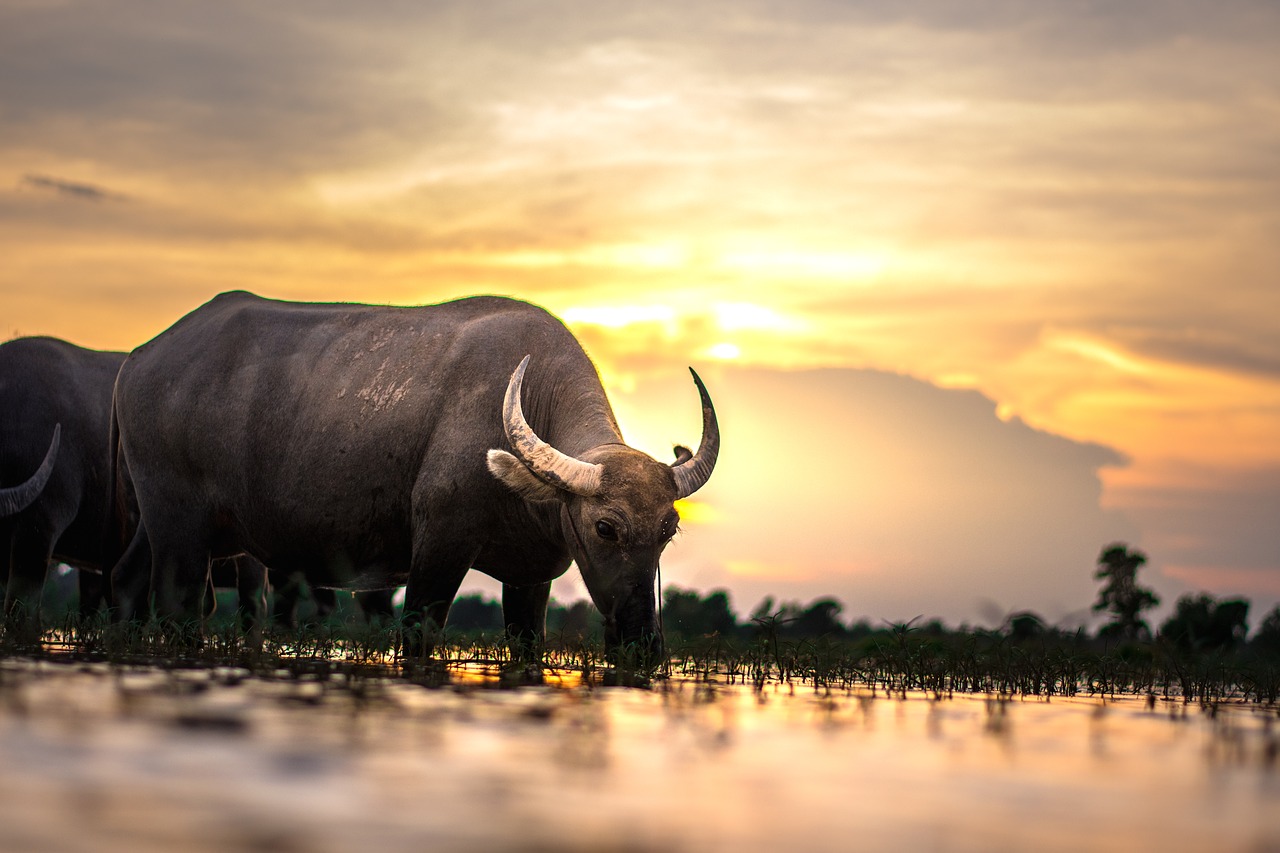 Image - buffalo outside of the house