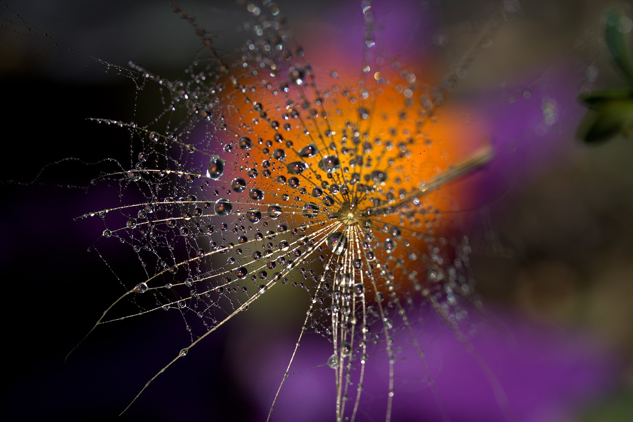 Image - dandelion macro drops water plant