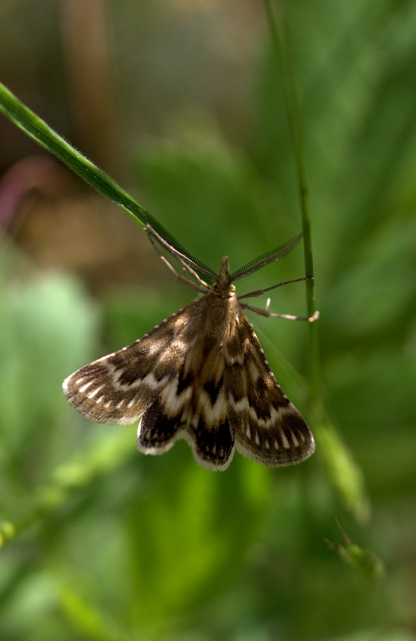 Image - butterfly spike insecta wings