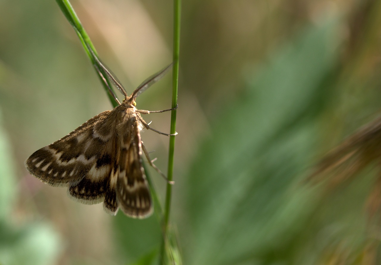 Image - butterfly spike insecta wings