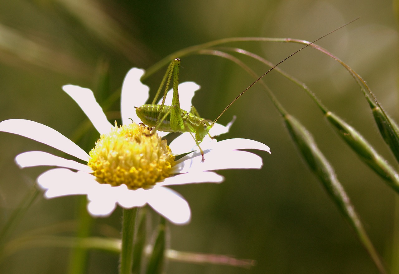 Image - grasshopper green flower insecta